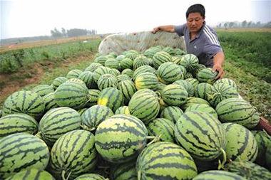 青岛吃瓜网红事件,一场网络舆论的风暴与反思  第2张